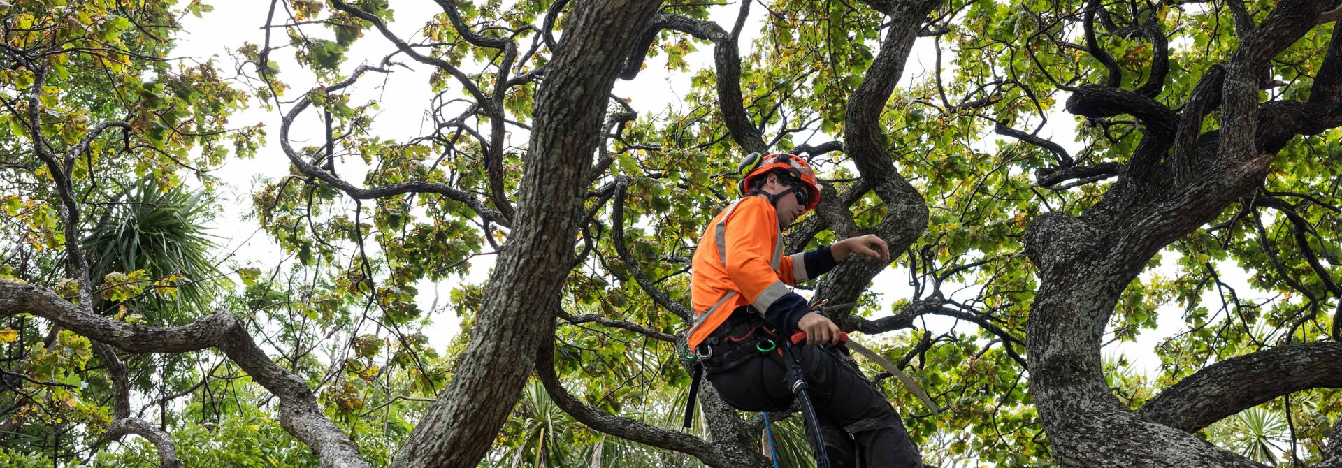 Arboristika